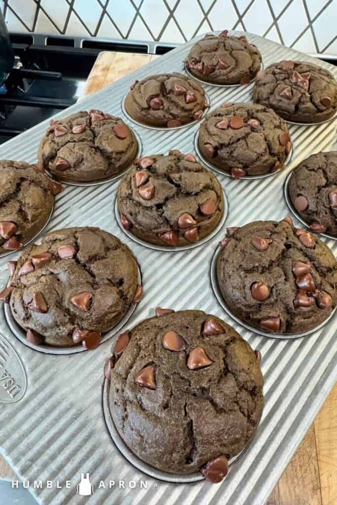 A muffin tin holds twelve freshly baked chocolate muffins topped with chocolate chips, resting on a metal cooling rack.